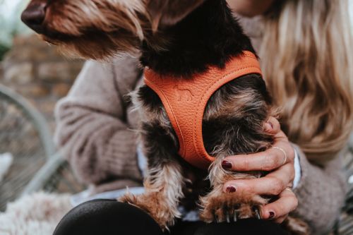Person mit einem kleinen Hund, der ein orangefarbenes Geschirr trägt. Der Hund schaut weg. Die Person hat langes blondes Haar und lackierte Fingernägel.