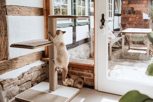 Siamkatze klettert an einem modernen Kratzbaum mit Sisalstamm, während eine zweite Katze darunter sitzt; helle, rustikale Wohnumgebung mit großer Glastür und Blick in den Garten.