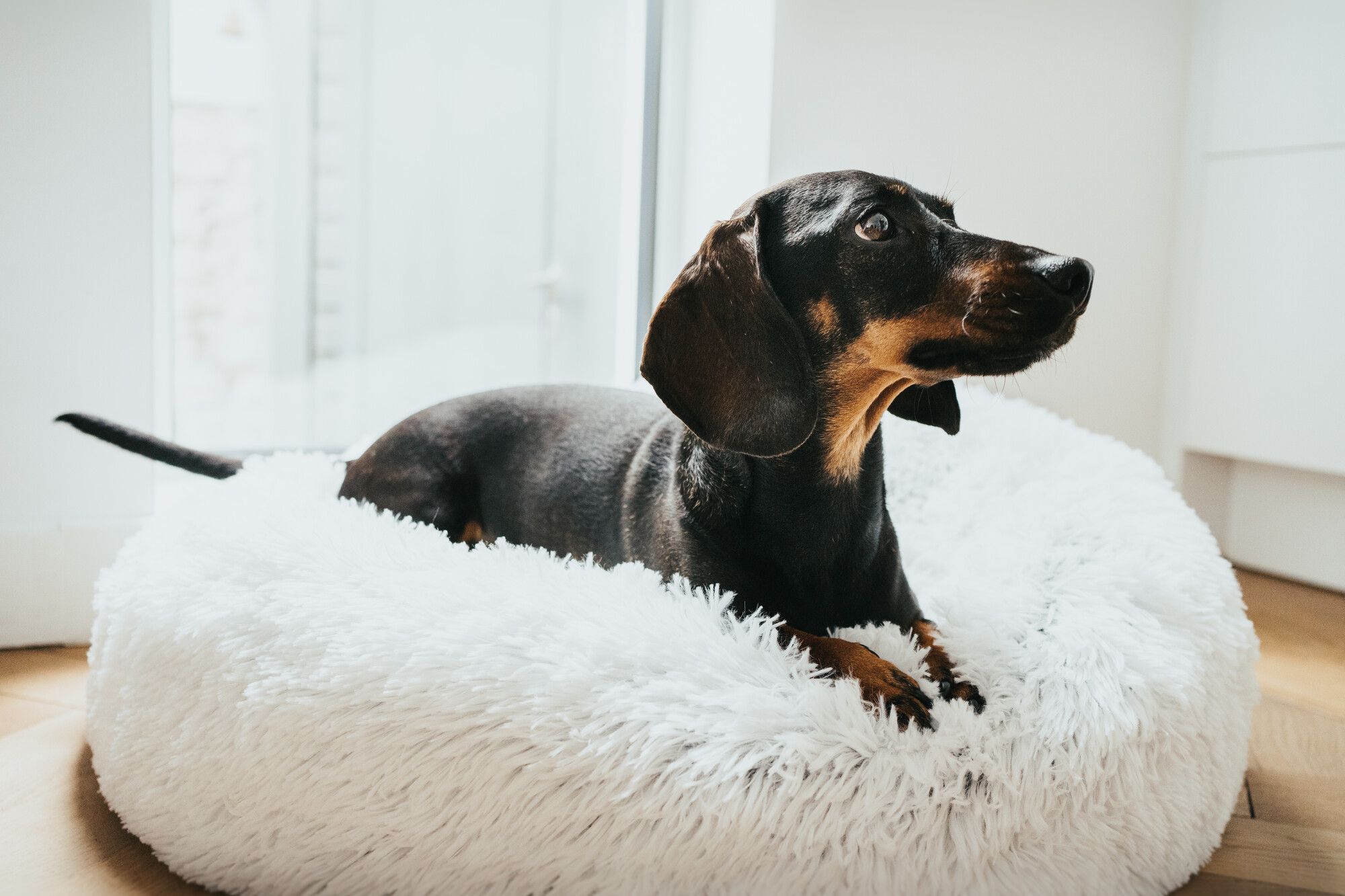 Ein schwarz-brauner Dackel sitzt gemütlich auf einem weichen, weißen Hundebett in einem hellen, modernen Zimmer.
