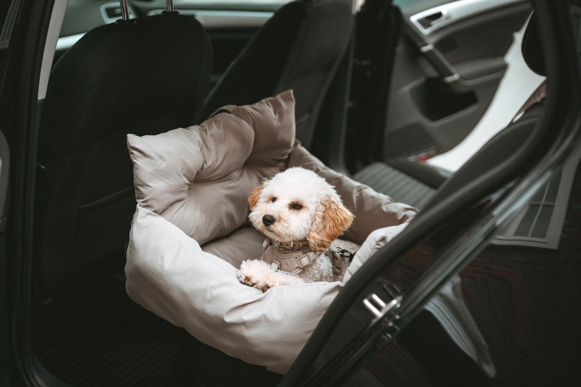A small white and brown dog sits comfortably in a gray car seat booster, looking out from the back of a car.