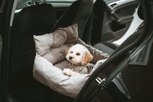 A small white and brown dog sits comfortably in a gray car seat booster, looking out from the back of a car.