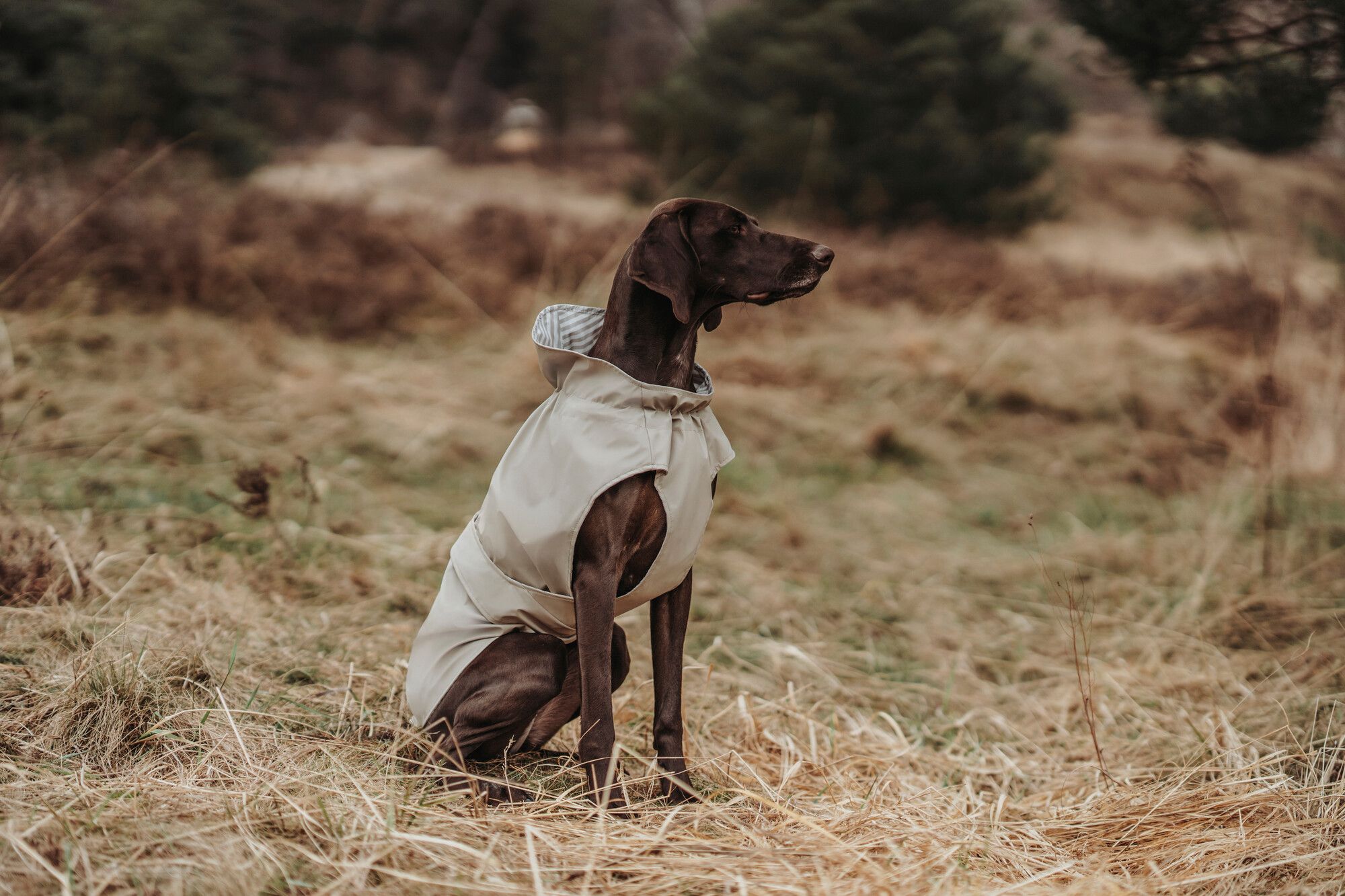 Ein Hund mit einem hellen Hundemantel sitzt auf trockenem Gras auf einer Wiese, im Hintergrund sind verschwommene Bäume zu sehen.