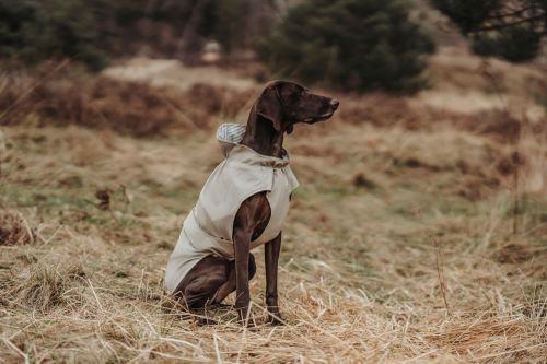 Ein Hund mit einem hellen Hundemantel sitzt auf trockenem Gras auf einer Wiese, im Hintergrund sind verschwommene Bäume zu sehen.