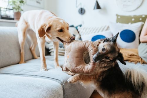Zwei Hunde spielen auf einer grauen Couch in einem gemütlichen Wohnzimmer und zerren spielerisch an einem Plüschtier.