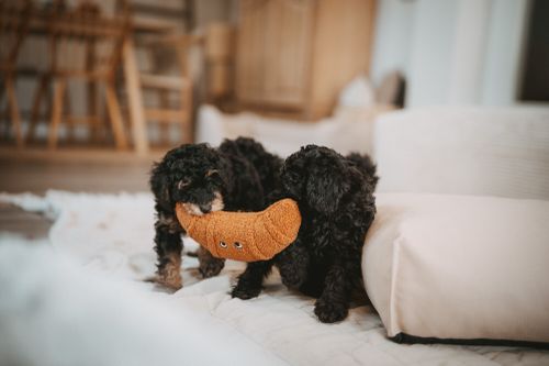 Zwei flauschige schwarze Welpen spielen in einem gemütlichen, lichtdurchfluteten Raum mit weichen Möbeln und zerren spielerisch an einem braunen Stofftier.