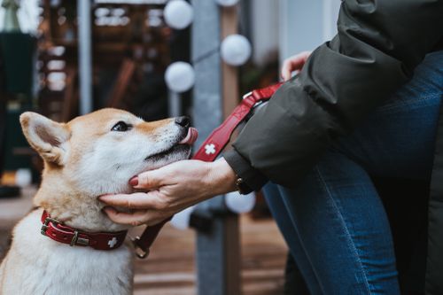 Ein Hund mit einem roten Halsband leckt die Hand einer Person, die mit einem Knie angehoben in einer gemütlichen Innenraumumgebung sitzt.