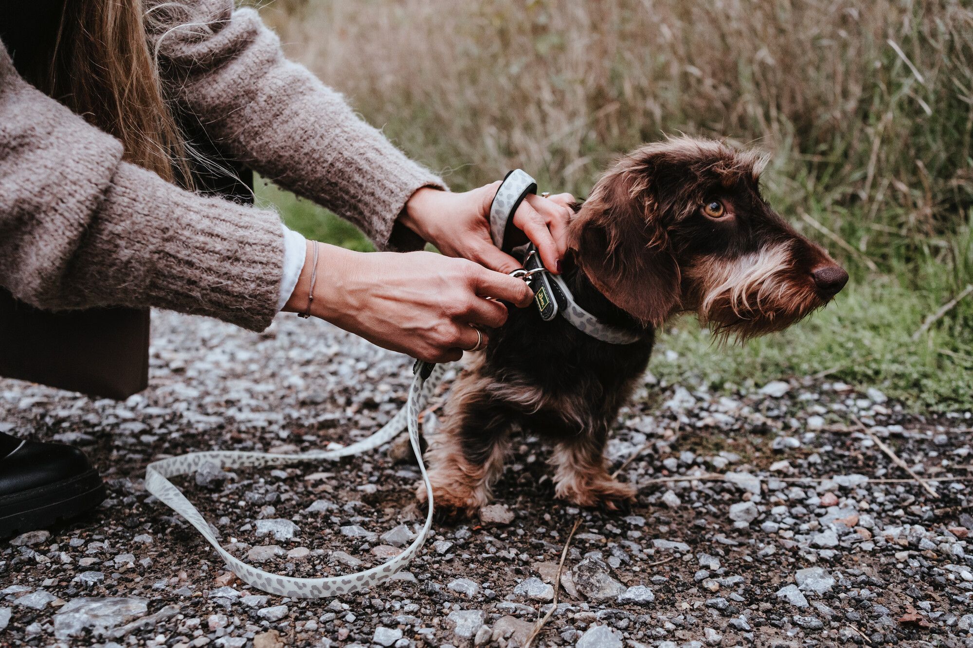 Person, die einem kleinen, braunen Hund mit zotteligem Fell auf einem Kiesweg, umgeben von Gras, eine Leine anlegt.