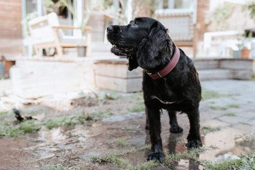Ein schwarzer Hund mit einem Halsband in himbeer steht auf nassen Terrassenplatten und schaut zur Seite, im Hintergrund sind Gartenmöbel und Pflanzen zu sehen.