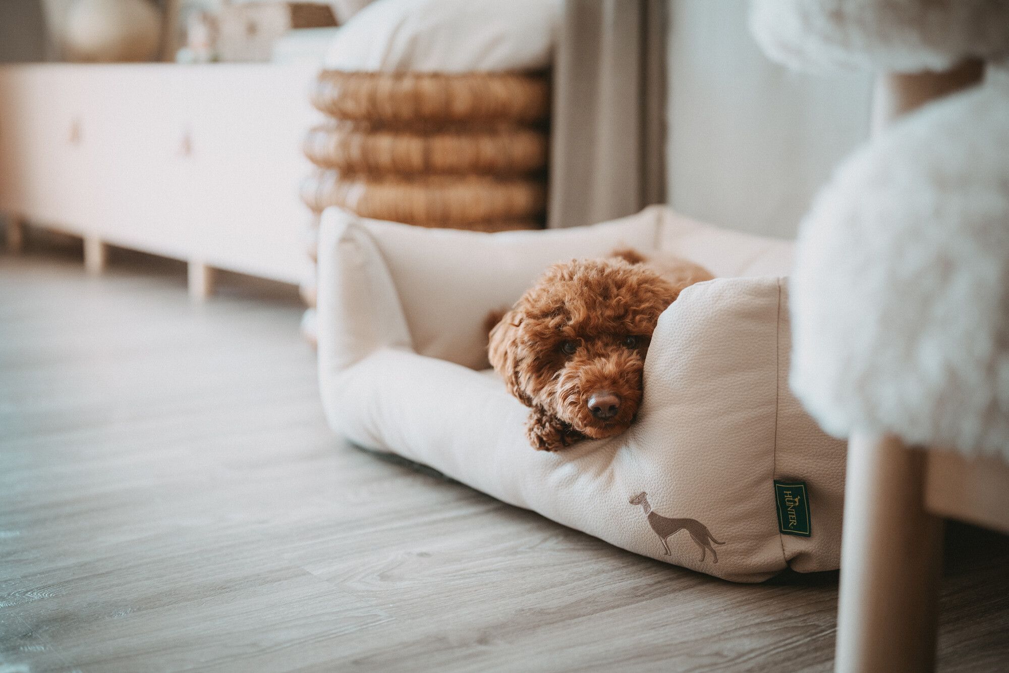 Ein brauner Hund ruht sich in einem hellbeigen Hundebett mit einem Windhund-Logo aus, das auf einem Holzboden in einem gemütlichen Zimmer steht.