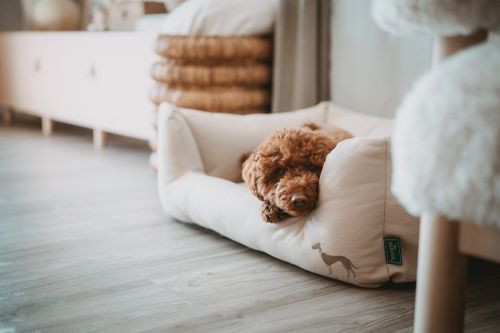 Ein brauner Hund ruht sich in einem hellbeigen Hundebett mit einem Windhund-Logo aus, das auf einem Holzboden in einem gemütlichen Zimmer steht.