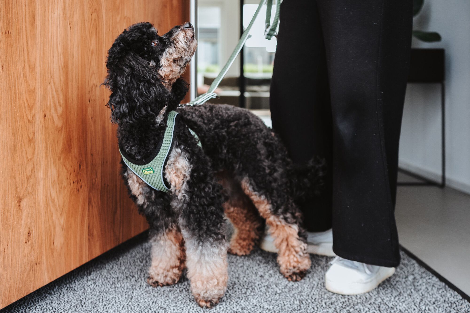 Ein schwarz-brauner Hund mit einem grünen Geschirr steht neben einer Person in schwarzer Hose und weißen Schuhen auf einem mit Teppich ausgelegten Boden in einem Innenraum.