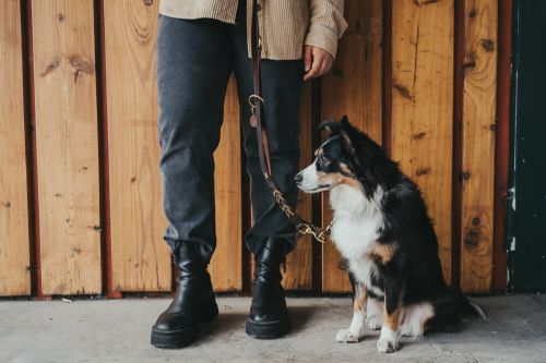 Person, die mit einem dreifarbigen Hund an der Leine vor einer Holzwand steht. Die Person trägt schwarze Stiefel und eine graue Hose.