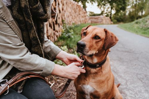 Eine Person befestigt eine Leine an einem braunen Hund, der aufmerksam auf einem Weg sitzt, im Hintergrund ein Stapel Holzscheite und Grünpflanzen.