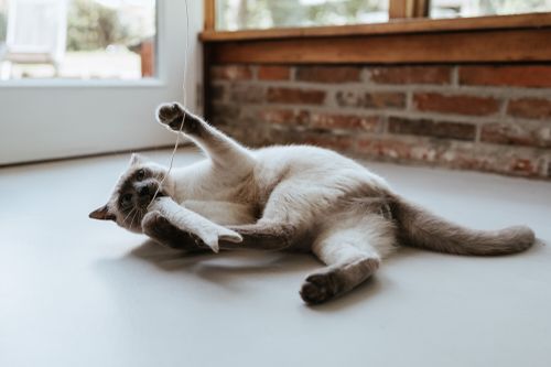 Eine Katze liegt spielerisch auf dem Boden und hält ein Spielzeug mit Schnur in ihren Pfoten. Im Hintergrund sind eine Backsteinmauer und ein Fenster zu sehen.