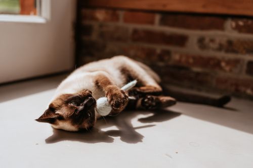 Eine Katze liegt auf einen Boden und spielt mit einem Spielzeug.