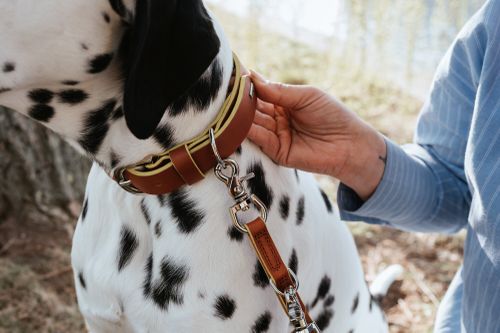 Eine Person in einem blauen Hemd hält einen Dalmatiner mit schwarzen Flecken am Halsband fest, der an einer robusten braunen Lederleine befestigt ist.