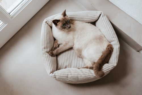 „Eine Katze entspannt in einem beigen Katzenbett aus Kord sitzt, neben einem sonnenbeschienenen Fenster auf einem hellen Boden.“