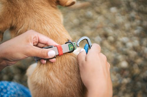 Person, die draußen eine Leine am Halsband eines Hundes befestigt. Der Hund hat hellbraunes Fell, und der Hintergrund ist eine unscharfe Kiesfläche.