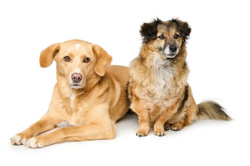 Zwei Mischlingshunde, einer liegend, der andere sitzend. Der liegende Hund ist groß und beige, der sitzende klein und in braun und beigen Tönen.