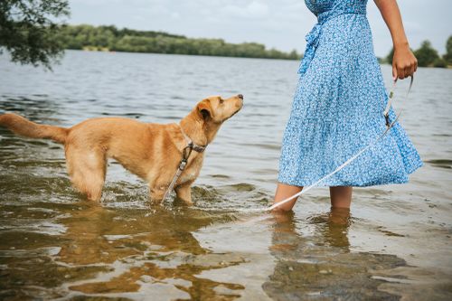 Eine Person in einem blauen Kleid führt einen hellbraunen Hund an der Leine im seichten Wasser eines Sees spazieren, umgeben von Bäumen unter einem bewölkten Himmel.