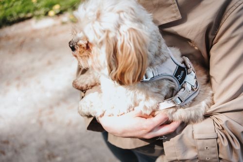 Ein flauschiger Hund mit einem Geschirr wird von einer Person in einem beigen Mantel im Freien an einem sonnigen Tag gehalten.