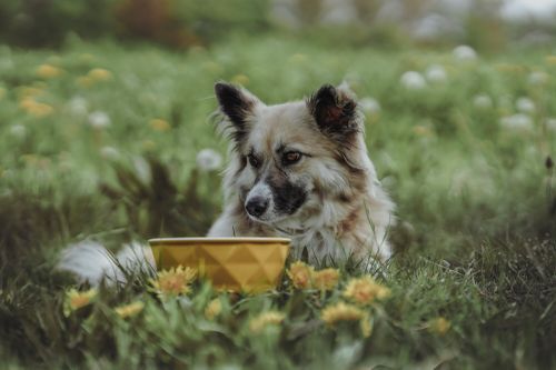 Ein flauschiger Hund liegt auf einer Wiese neben einem gelben Napf, umgeben von Löwenzahn und verschwommenem Grün im Hintergrund.