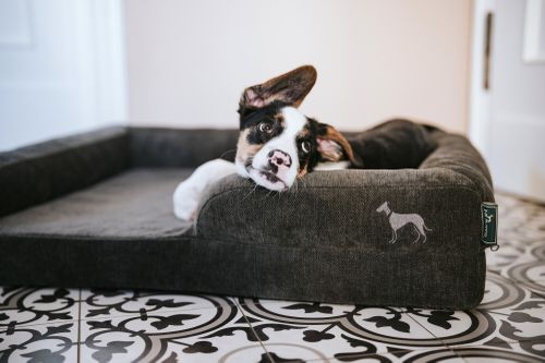 Ein entspannter Hund mit Schlappohren liegt auf einem dunkelgrauen Haustierbett, den Kopf auf die Kante gelegt, auf einem gemusterten schwarz-weißen Boden.