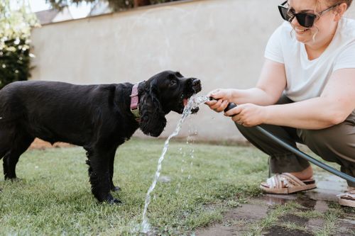 Eine Person mit Sonnenbrille lächelt, während sie einen Schlauch hält und ein schwarzer Hund  auf einer Rasenfläche in den Wasserstrahl schnappt.