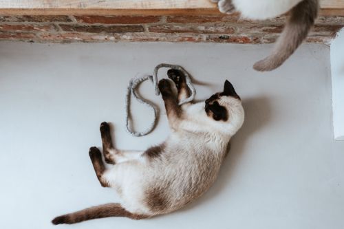 Siamkatze spielt mit einem grauen Wollfaden auf einem hellen Boden, in der Nähe einer Backsteinwand und der Schwanz einer anderen Katze ist in der Ecke zu sehen.