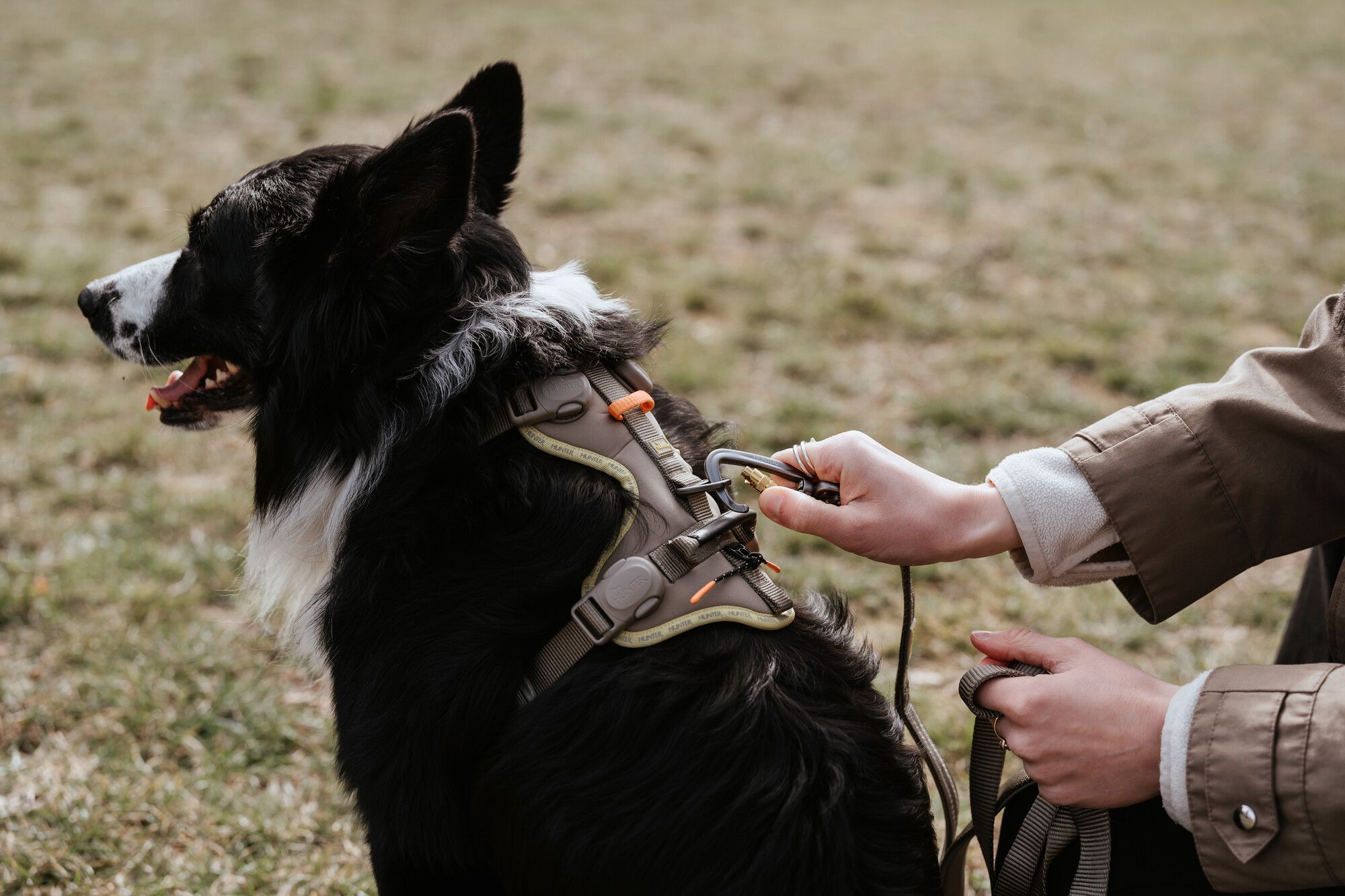 Eine Person befestigt eine Leine am Geschirr eines schwarz-weißen Hundes auf einer Wiese.