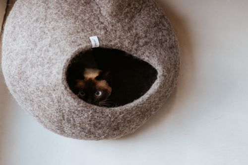 Eine Katze versteckt sich in einer Katzenhöhle.