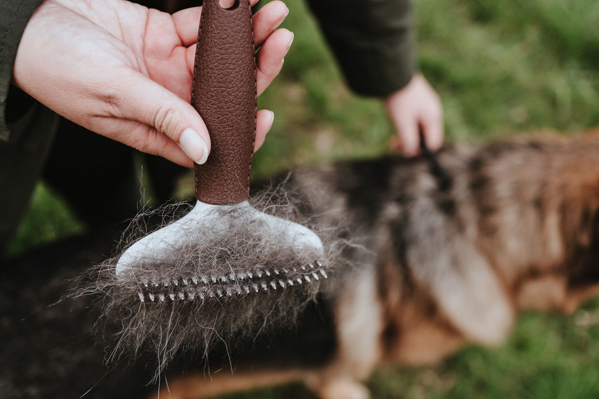 Person mit einer mit Fell gefüllten Tierbürste in der Hand, im Hintergrund ein Hund, der auf einer Wiese gepflegt wird.