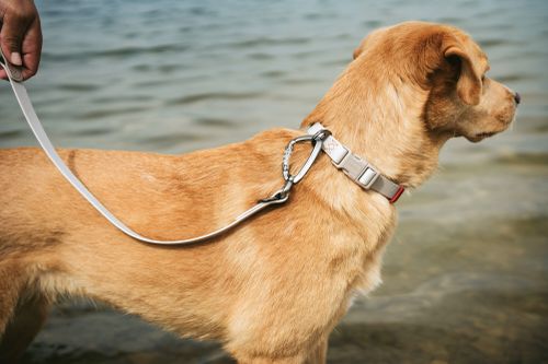 Ein Golden Retriever an der Leine steht am Ufer und blickt in die Ferne.