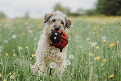 Ein großer, wuscheliger Hund sitzt auf einer Wiese mit Pusteblumen und hat ein Spielzeug in Marienkäfer-Optik in der Schnauze.