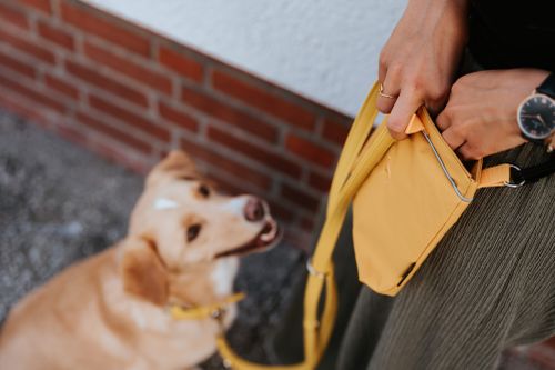 Eine Person mit einer gelben Tasche; ein lächelnder Hund schaut nach oben und trägt eine passende gelbe Leine. Im Hintergrund eine rote Backsteinmauer.