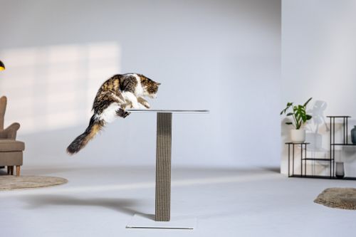 Katze klettert dynamisch auf die obere Plattform einer modernen Kratzsäule mit sisalbezogenem Stamm; minimalistisch eingerichteter, heller Raum mit Sessel, Teppich und Pflanzen im Hintergrund.