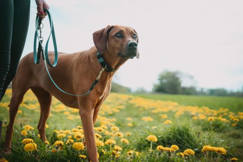 Ein brauner Hund an der Leine steht in einem Feld voller gelber Blumen, daneben steht eine Person, die die Leine hält.