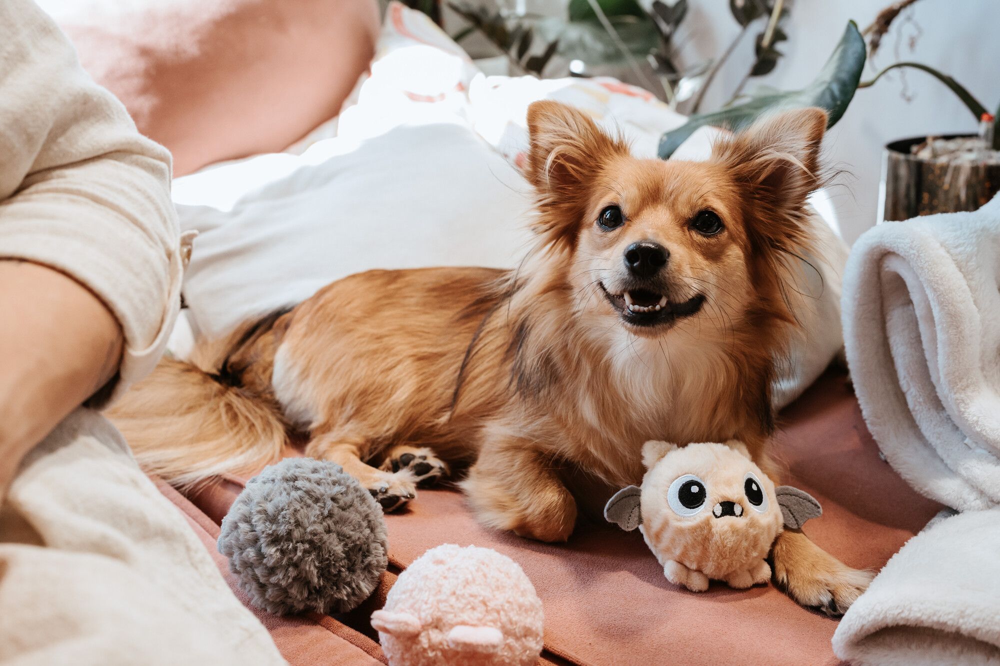 Ein kleiner, flauschiger Hund liegt auf einem Bett voller Plüschtiere, umgeben von kuscheligen Decken und weichen Kissen.
