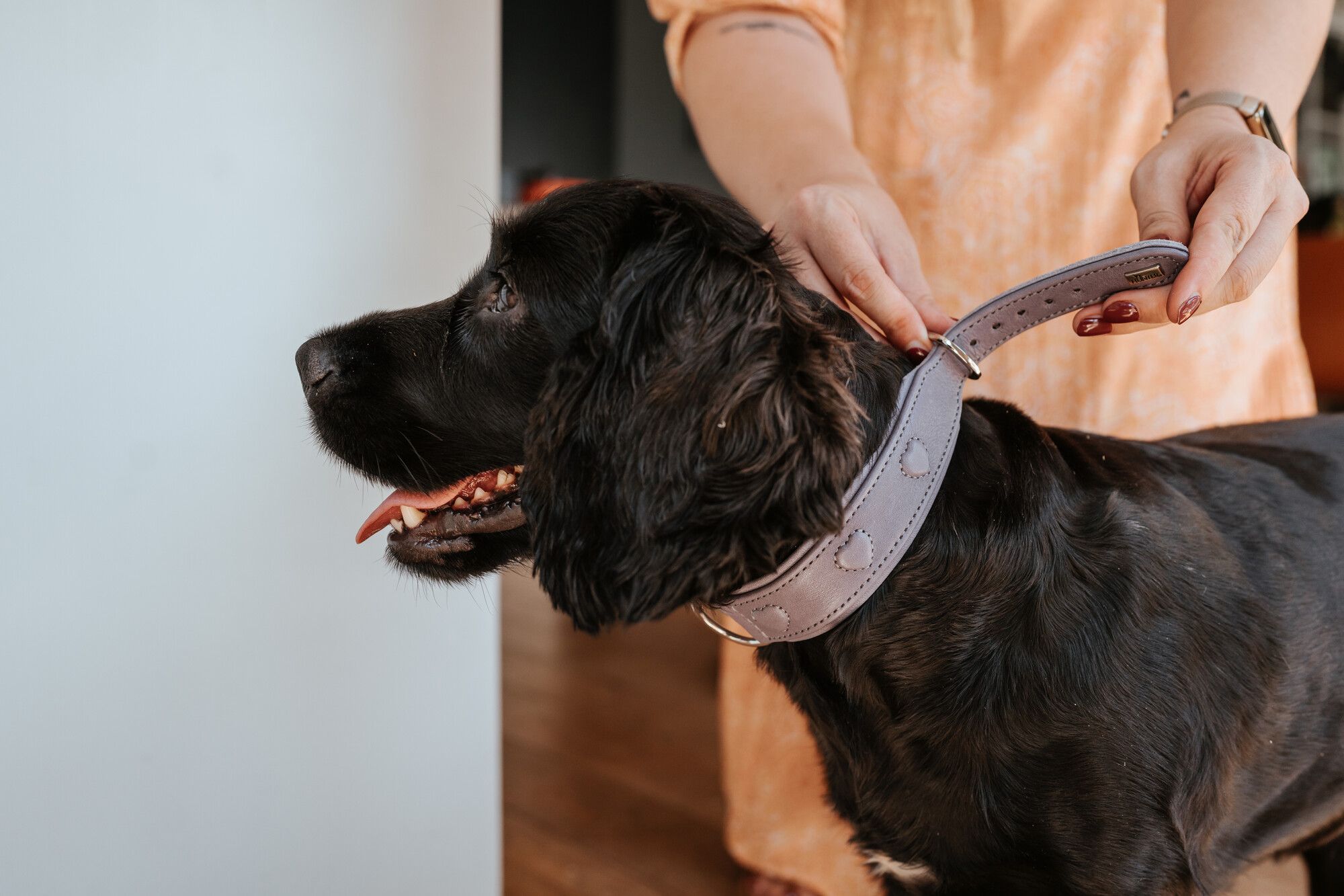 Person, die einem schwarzen Hund in einem Innenraum ein Halsband anlegt. Der Hund sieht zufrieden aus und schaut nach links.