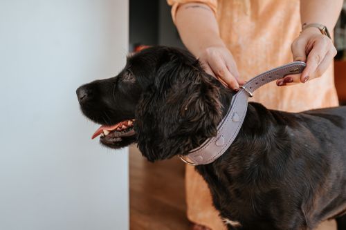 Person, die einem schwarzen Hund in einem Innenraum ein Halsband anlegt. Der Hund sieht zufrieden aus und schaut nach links.