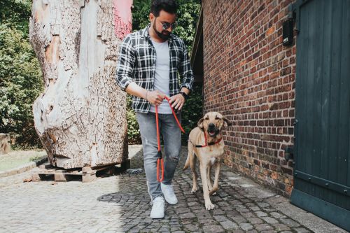 Ein Mann in einem karierten Hemd und mit Sonnenbrille führt einen Hund an der Leine auf einem Kopfsteinpflasterweg neben einem Backsteingebäude spazieren.