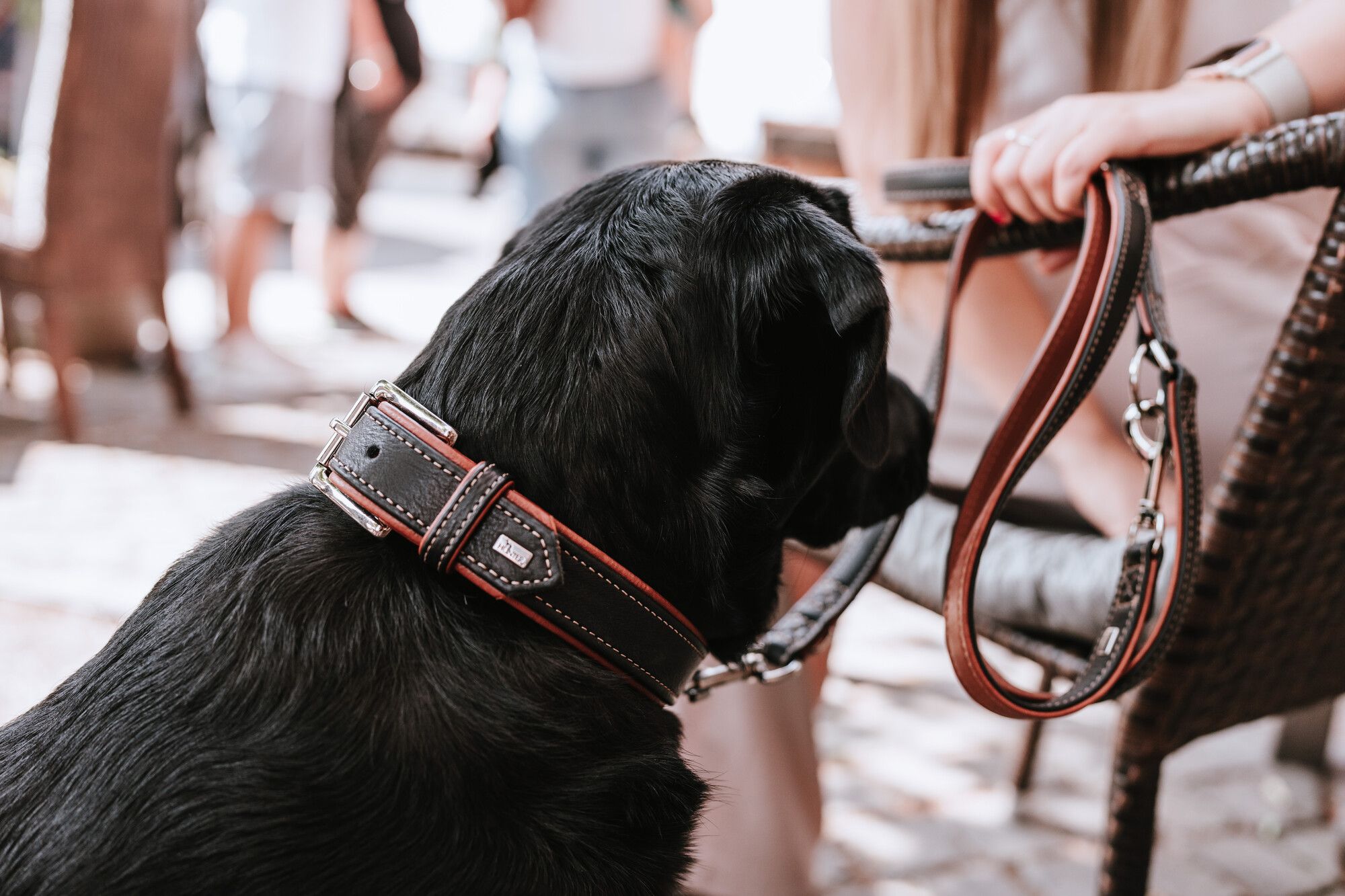 Ein schwarzer Hund mit einem Lederhalsband sitzt neben einer Person, die eine Leine hält, draußen an einem sonnigen Tag.