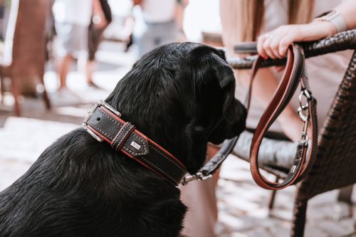 Ein schwarzer Hund mit einem Lederhalsband sitzt neben einer Person, die eine Leine hält, draußen an einem sonnigen Tag.
