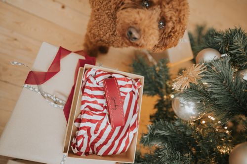 Ein Hund mit lockigem Fell schaut neben einem Weihnachtsbaum und einem Geschenkpaket mit rot-weiß gestreifter Verpackung und einer roten Schleife nach oben.