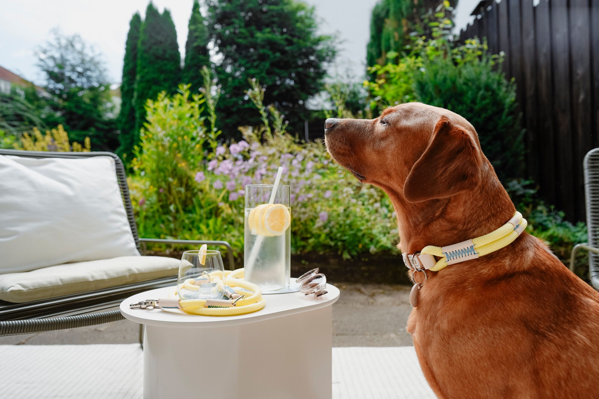 Brauner Hund sitzt draußen an einem Tisch mit Limonade, umgeben von Grünpflanzen und Terrassenmöbeln.