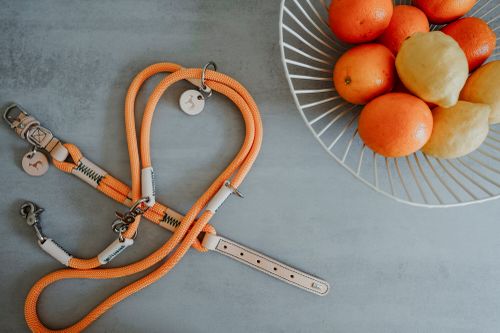 Eine orangefarbene Hundeleine auf einem grauen Untergrund neben einem Drahtkorb, gefüllt mit Orangen und Zitronen.