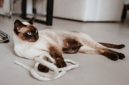 "Siamkatze mit blauen Augen liegt entspannt auf dem Boden und spielt mit einem weißen Seilspielzeug in einem hellen Raum.