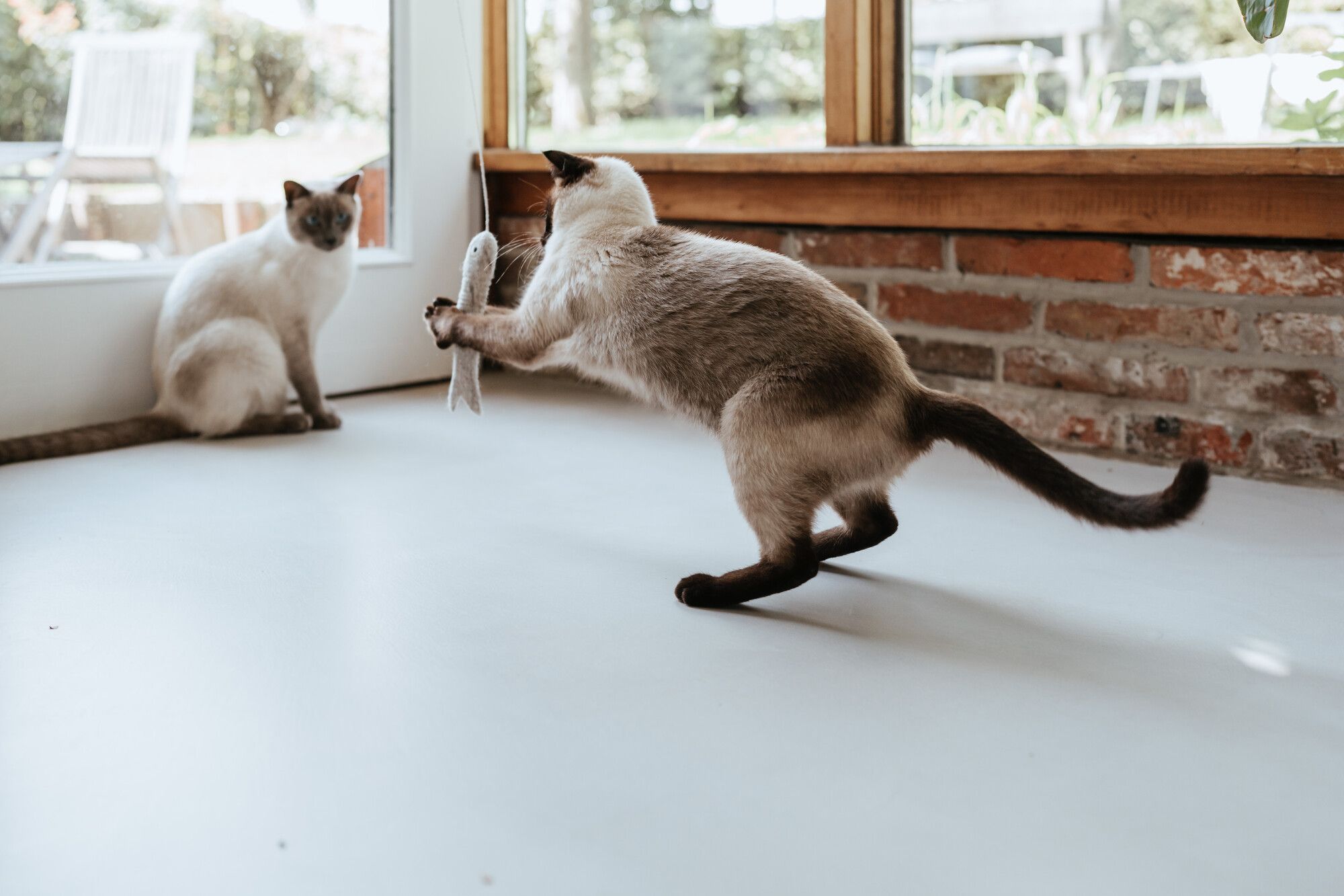 Zwei Siamkatzen in einem Zimmer: Die eine springt verspielt mit einem Spielzeug herum, während die andere am Fenster sitzt. Natürliches Licht durchflutet den Raum.
