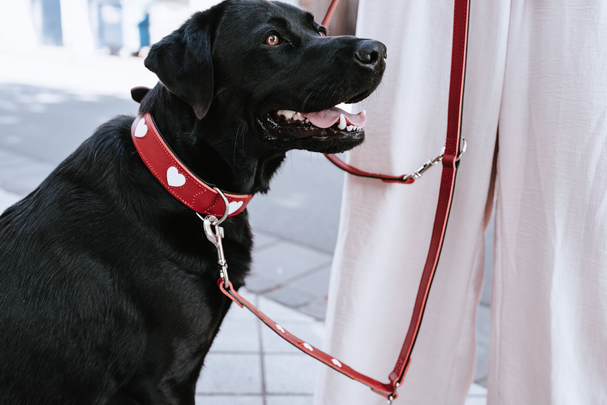 Ein schwarzer Hund an der Leine mit einem roten Halsband mit weißen Herzen, der neben einer Person in einer weißen Hose auf einem Bürgersteig steht.