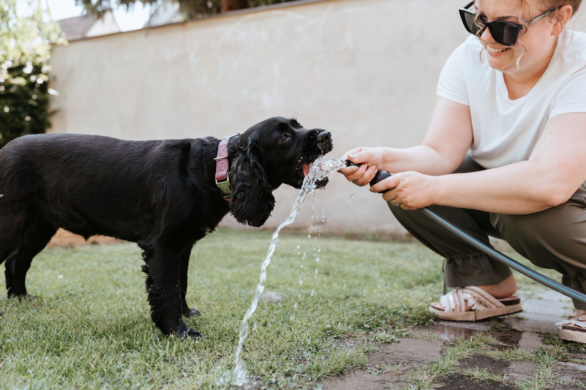 Person mit Sonnenbrille, die einem schwarzen Hund auf einer Rasenfläche Wasser aus einem Schlauch gibt, beide genießen den sonnigen Tag.